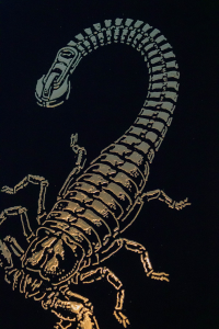 Scorpio Zipper — Detail